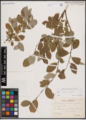 Foto von Salix caprea L. x Salix repens L.